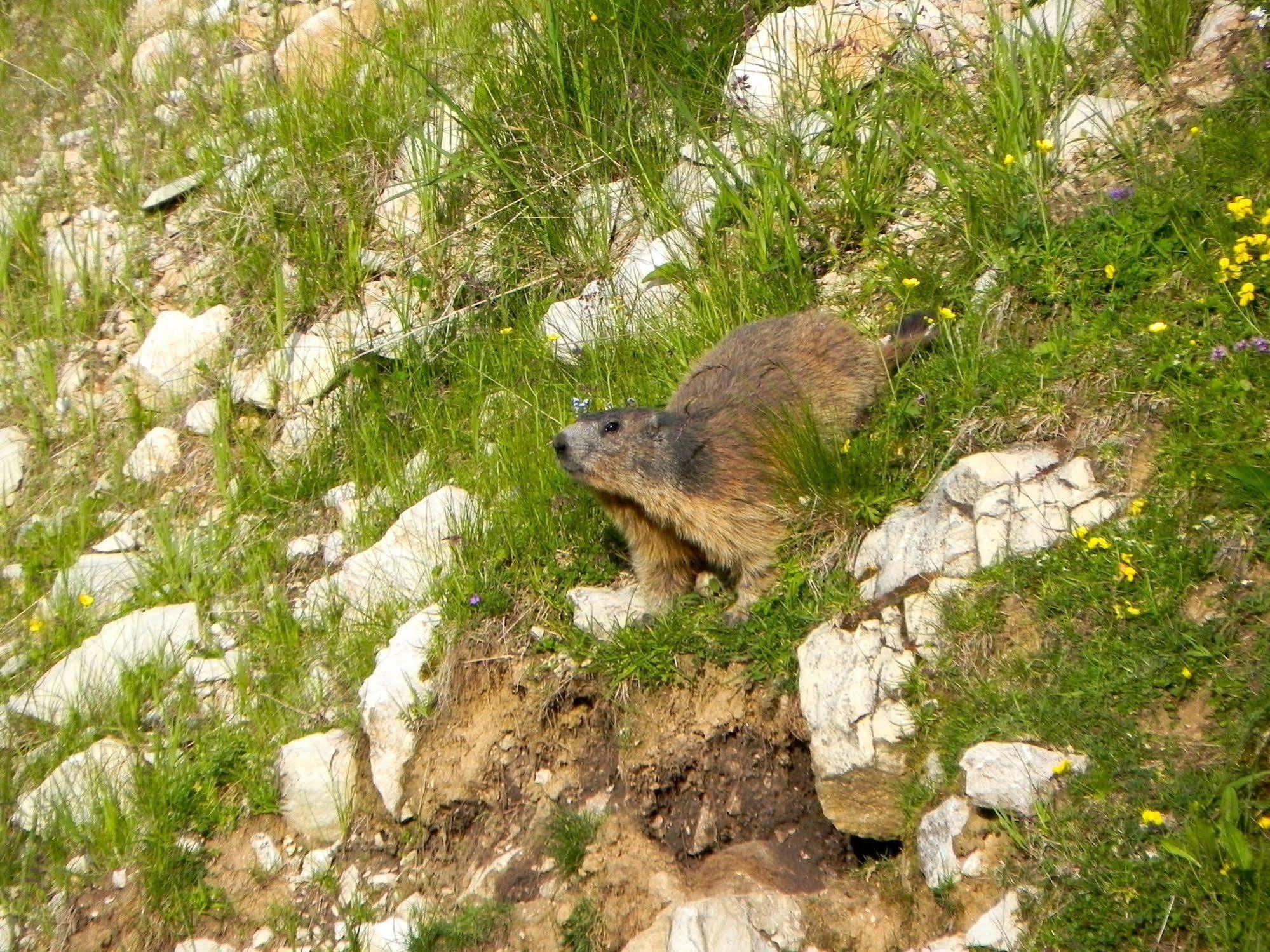 Rifugio Monte Baldo Hotel Avio Eksteriør billede
