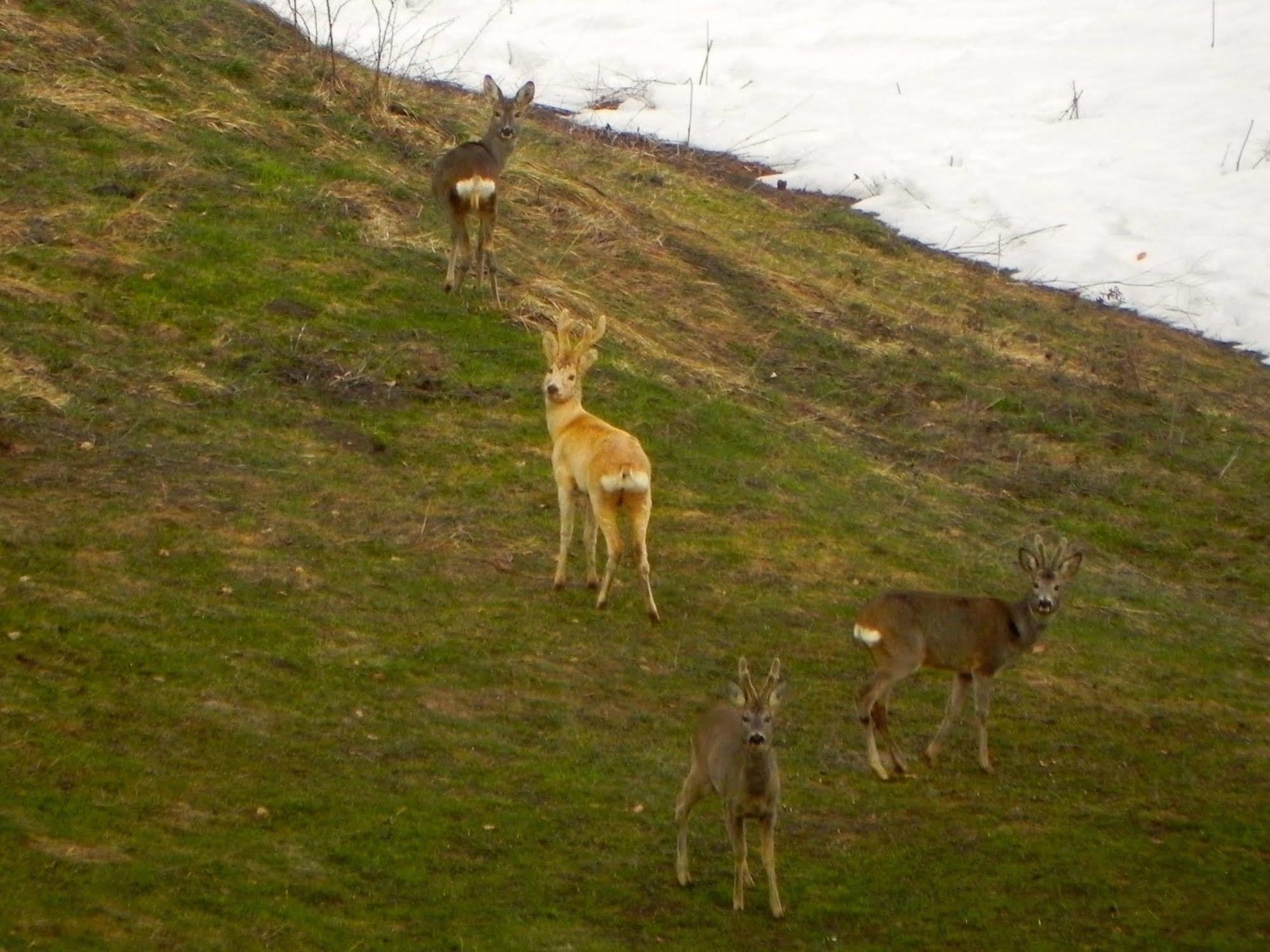Rifugio Monte Baldo Hotel Avio Eksteriør billede
